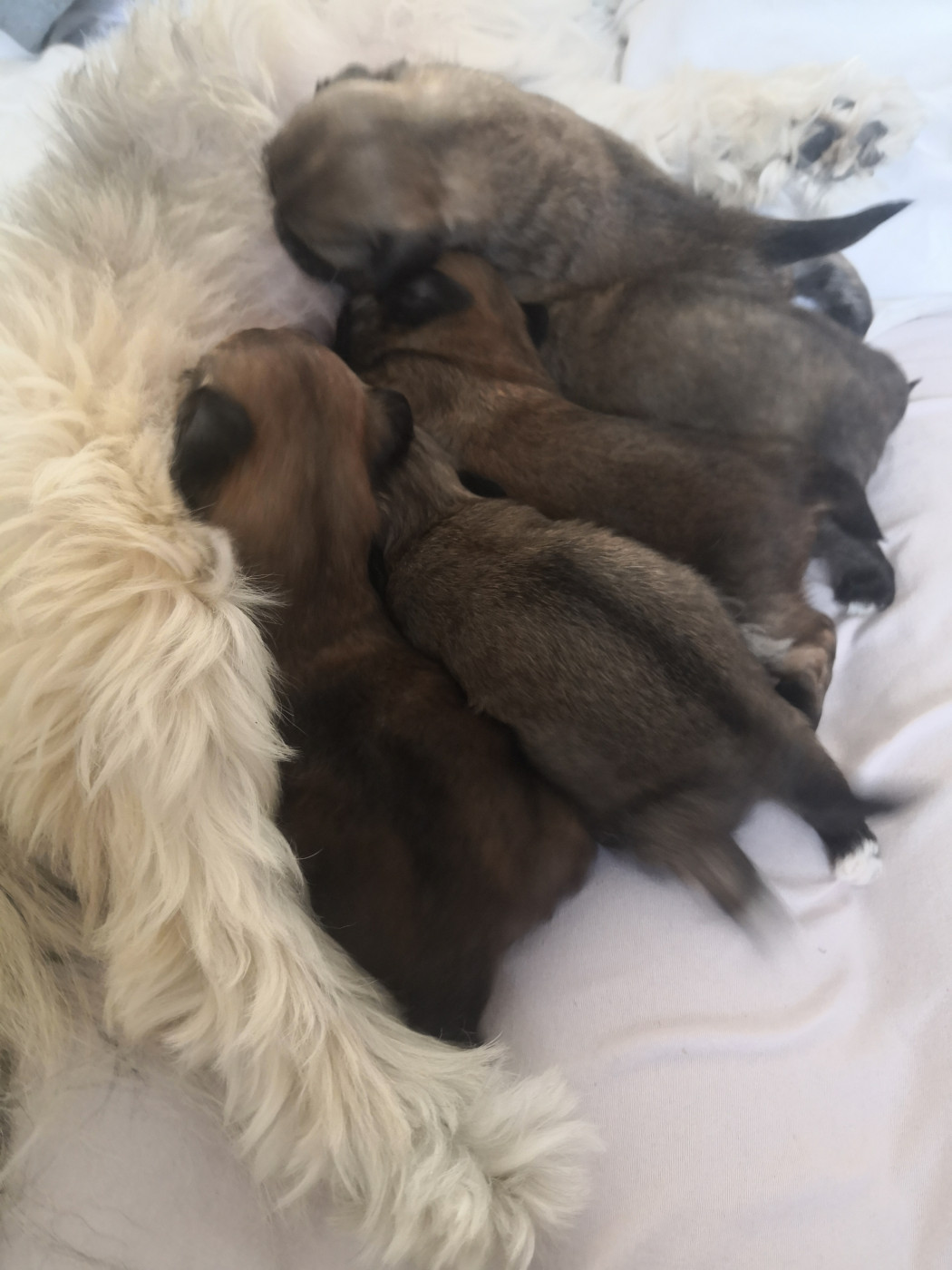 Chiot Lhassa Apso A Pazzia D'Aurelia