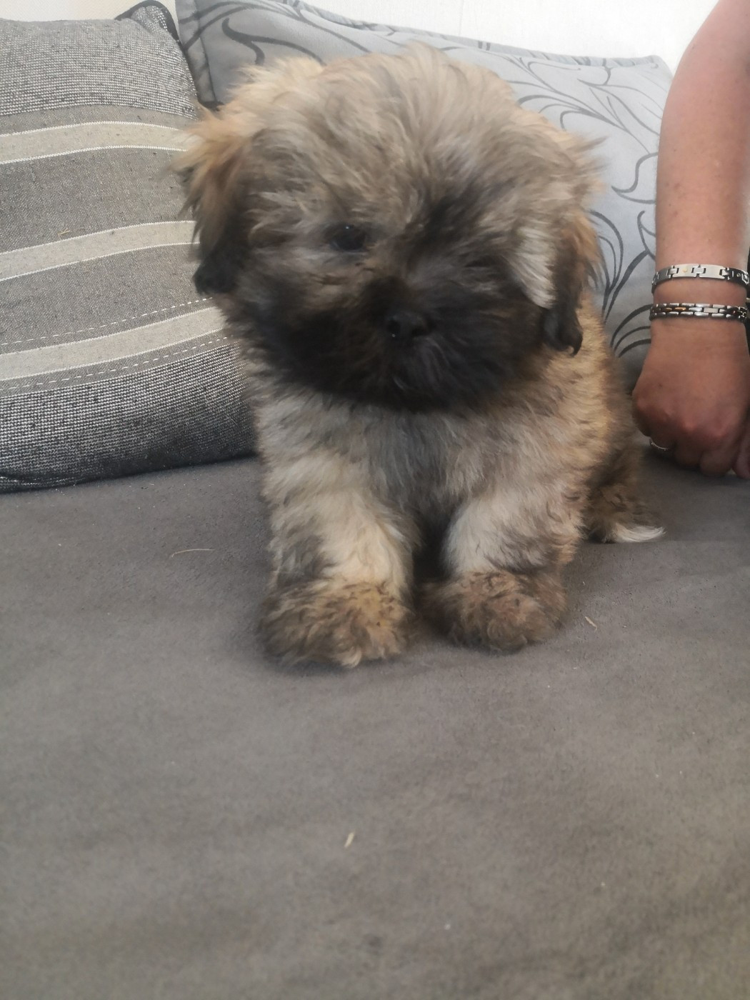 A Pazzia D'Aurelia - Chiots disponibles - Lhassa Apso