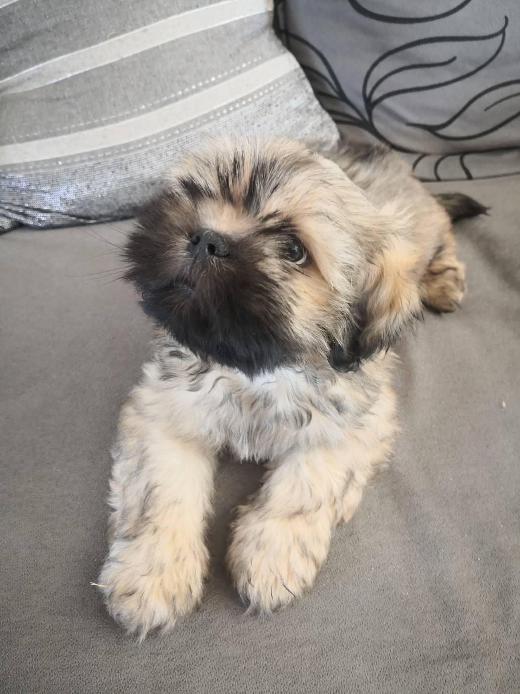A Pazzia D'Aurelia - Chiots disponibles - Lhassa Apso