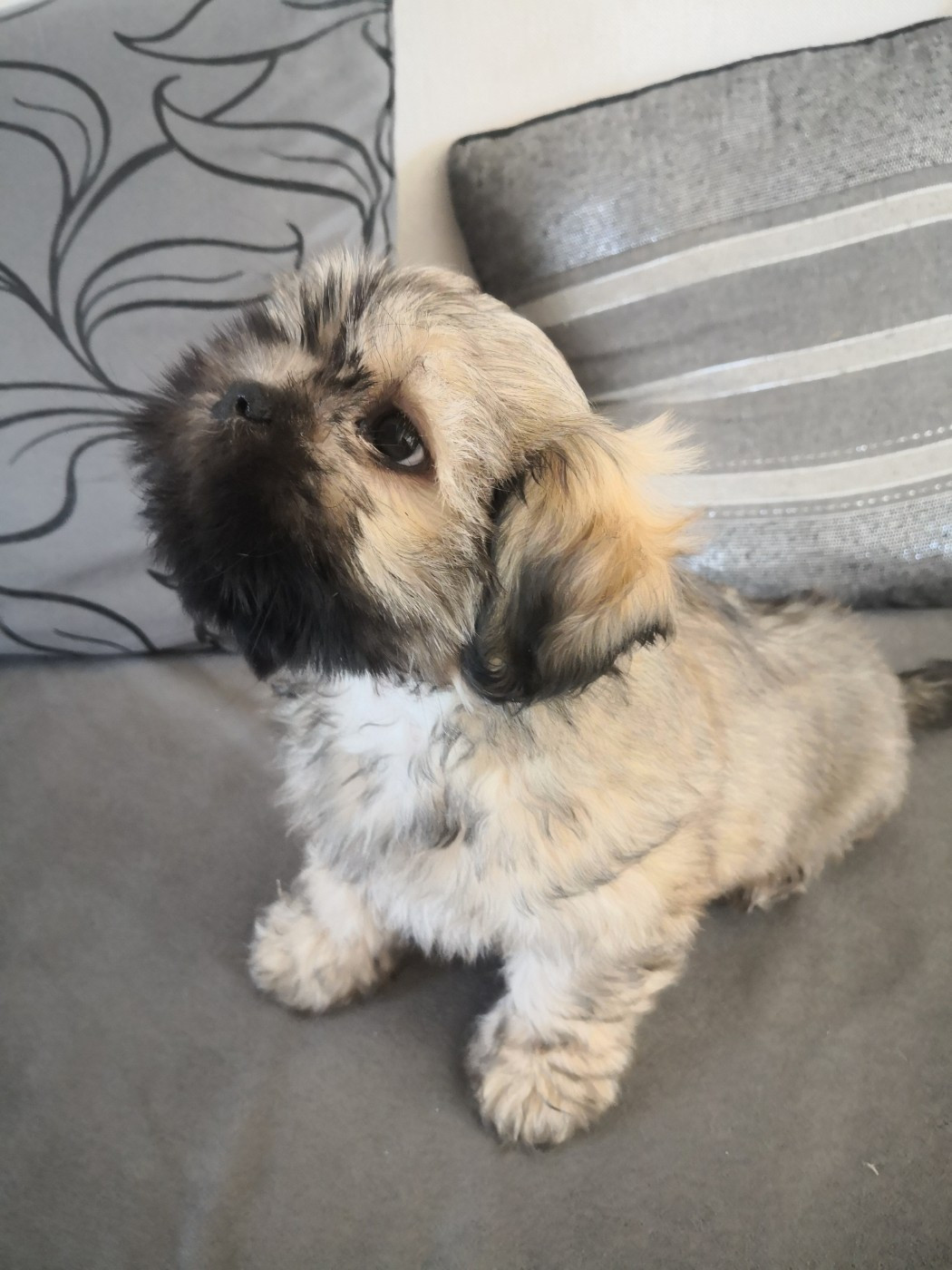 A Pazzia D'Aurelia - Chiots disponibles - Lhassa Apso