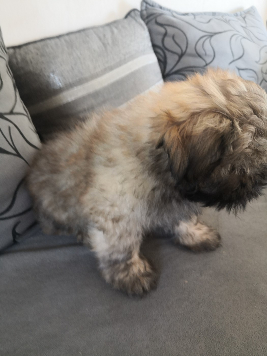 A Pazzia D'Aurelia - Chiots disponibles - Lhassa Apso