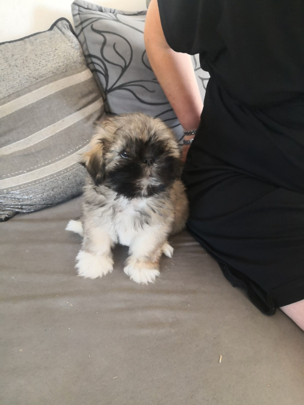 A Pazzia D'Aurelia - Chiots disponibles - Lhassa Apso