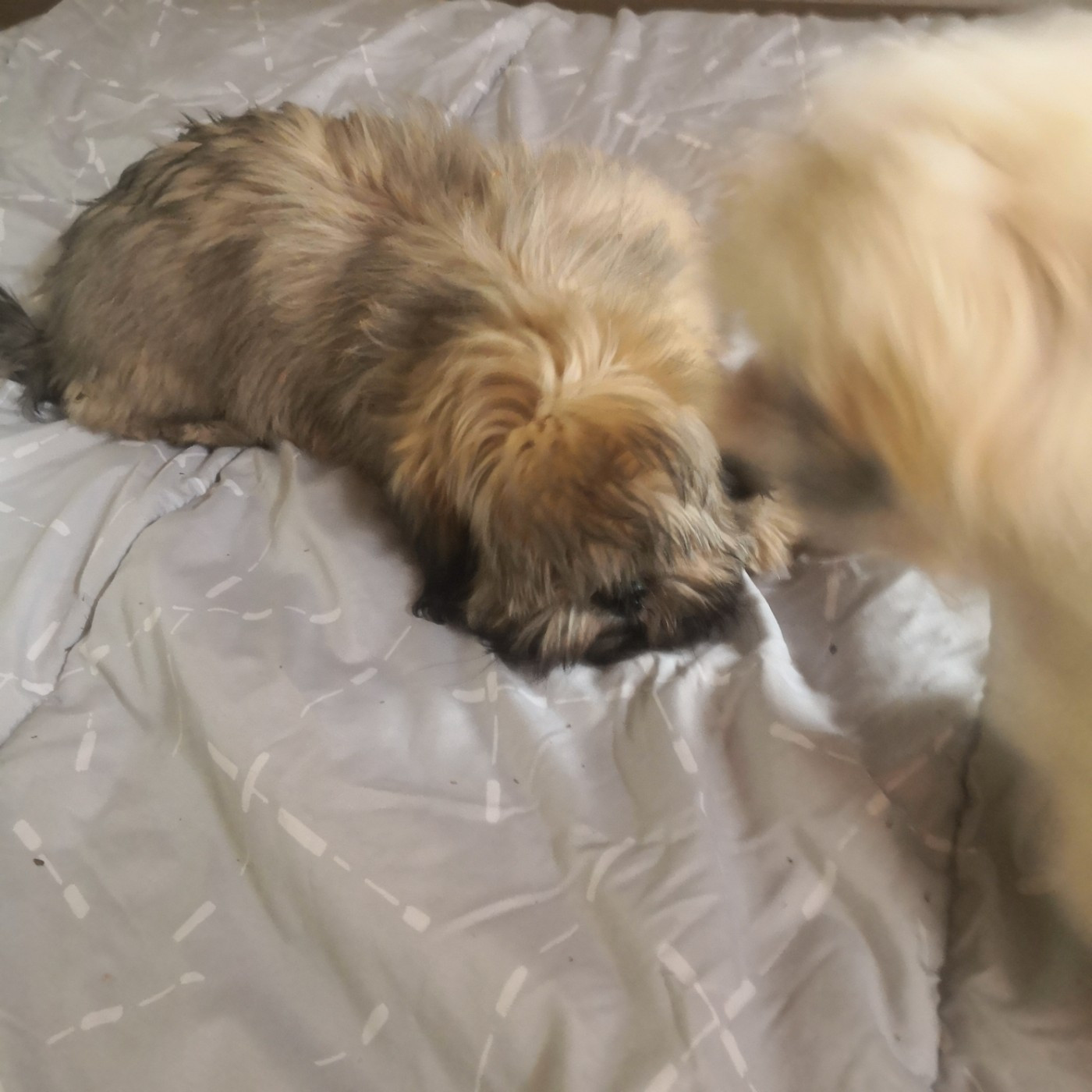 A Pazzia D'Aurelia - Chiots disponibles - Lhassa Apso